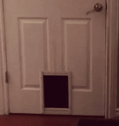 1511039278123558250.gif