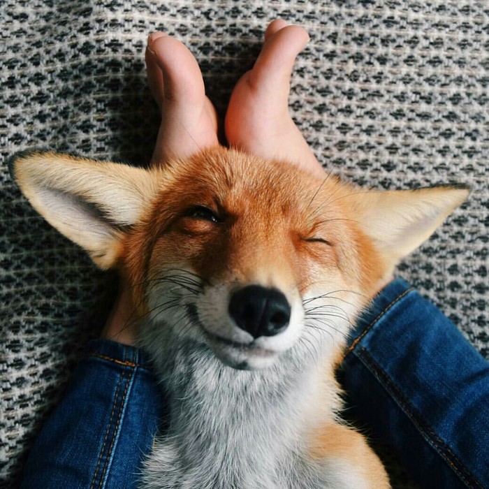 We're on our feet. - Animals, Fox, Legs, House, Homemade