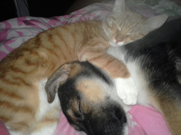 Time to sleep - Dog, cat, My