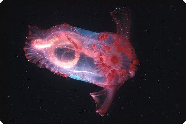 pink sea cucumber - Sea cucumber, Marine life, Video, Longpost