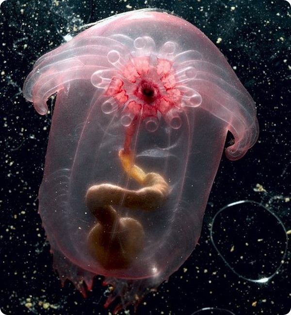 pink sea cucumber - Sea cucumber, Marine life, Video, Longpost