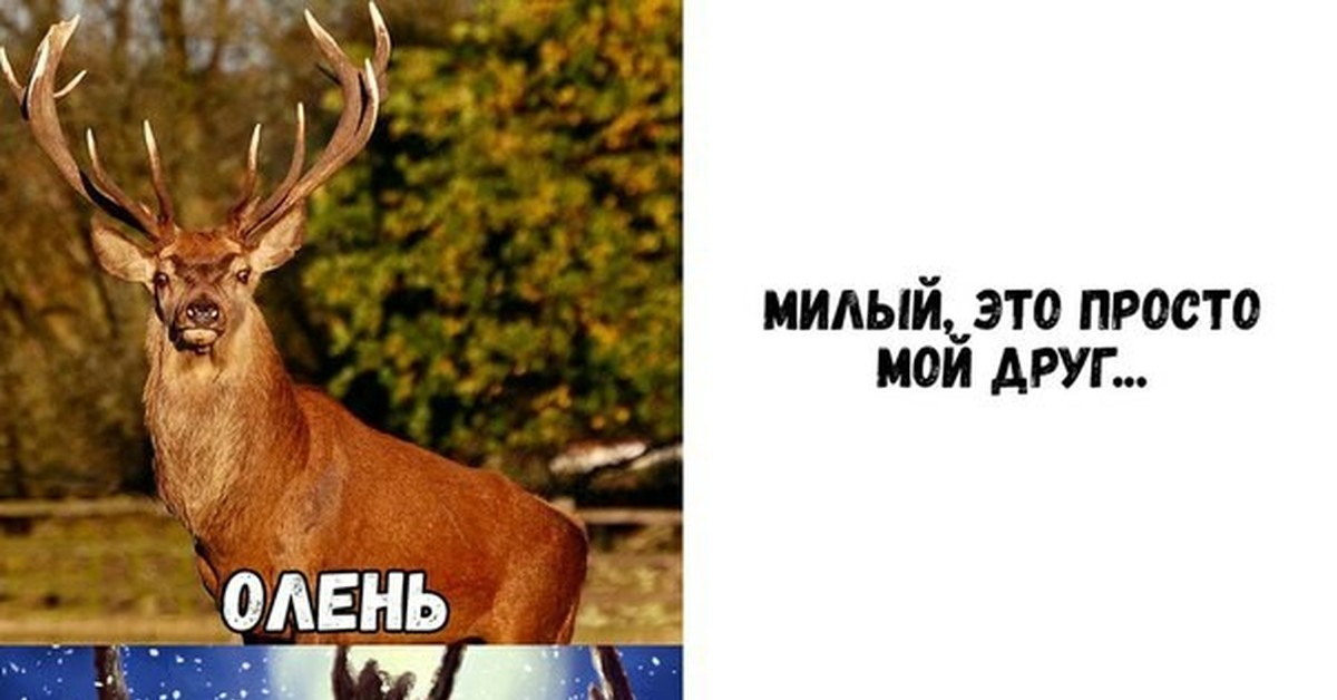 Друг оленя. Мой друг олень. Милый он просто друг олень. Милый мы просто друзья олень. Олень они просто друзья.