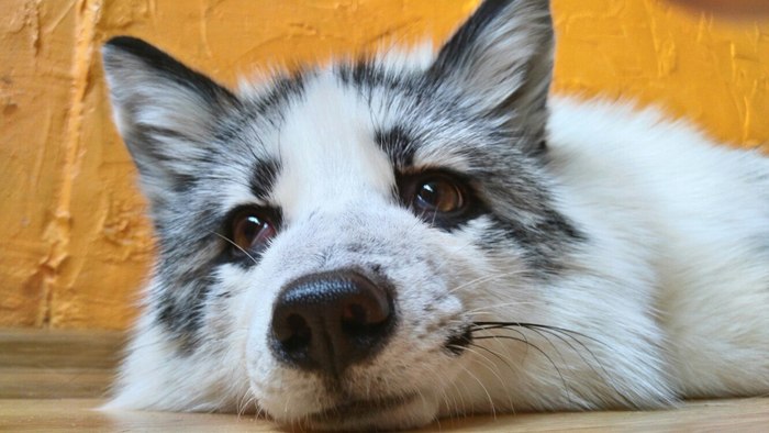 Good morning :) - My, Fox, , Pets, marble fox