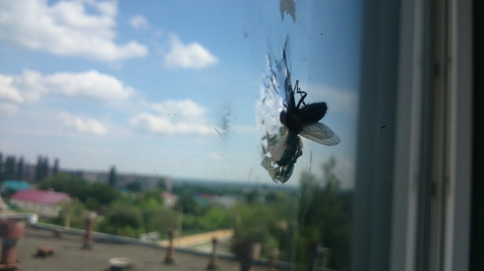 It seems that this fly has accelerated too much - My, Муха, Broken glass, super speed