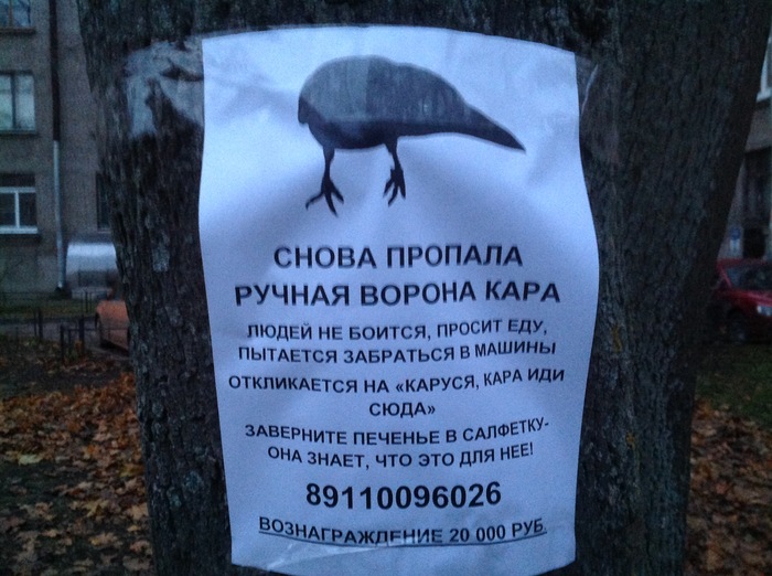 Not for the sake of pluses, but for 20,000 rubles. - Saint Petersburg, , Search, Crow, Animals, Vasilievsky Island