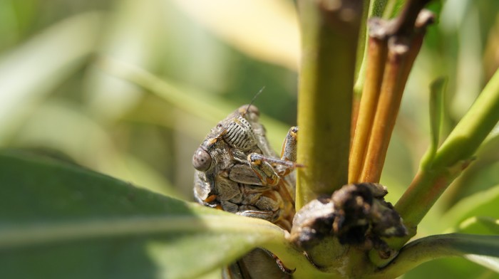 Cicada - My, Cicada, Summer, Crimea, The photo