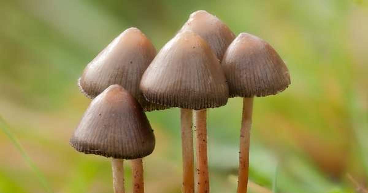 Галлюциногенные грибы польза и вред thumbnail