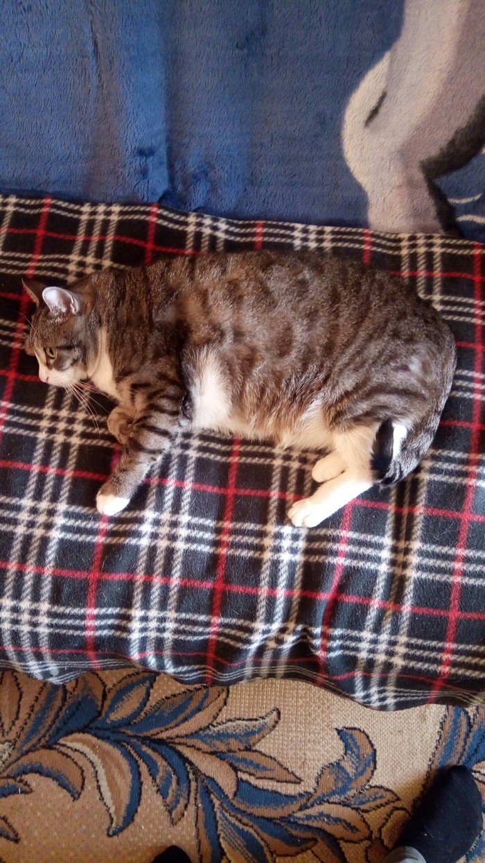 Slightly chubby cat - My, cat, Fatty, Excess weight