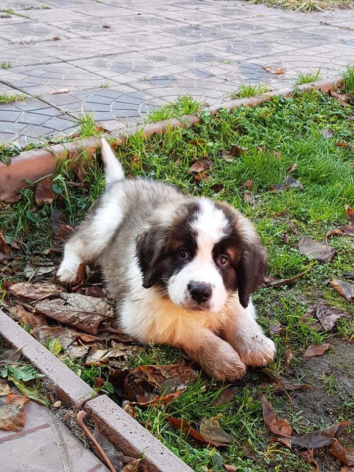 Our regiment arrived) - My, Moskovskaya storozhevaya, Puppies, Longpost, Dog