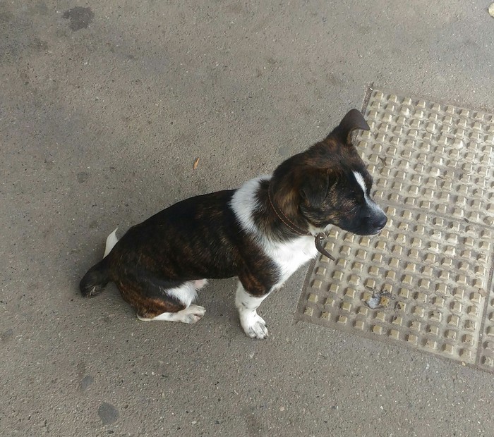Krasnodar | Finding a dog owner - Krasnodar, Found a dog, Longpost, Help, Helping animals, Dog, Search