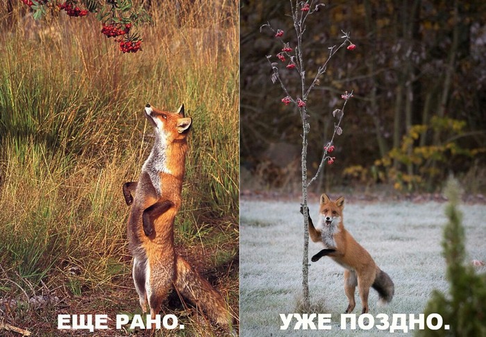 Когда садоводство — не твой конёк!