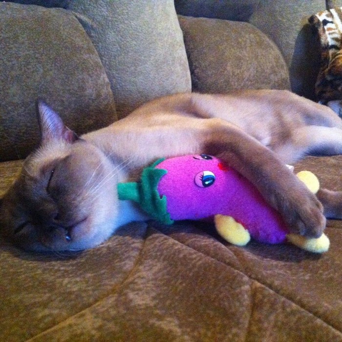 Tired burmies sleep. Motya, as always, with a toy in an embrace - , Burmese, , , cat, Cat breeds, The photo