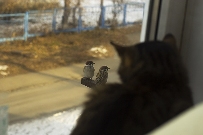 Unreachable Prey - My, Beginning photographer, My, cat, Birds, I want criticism