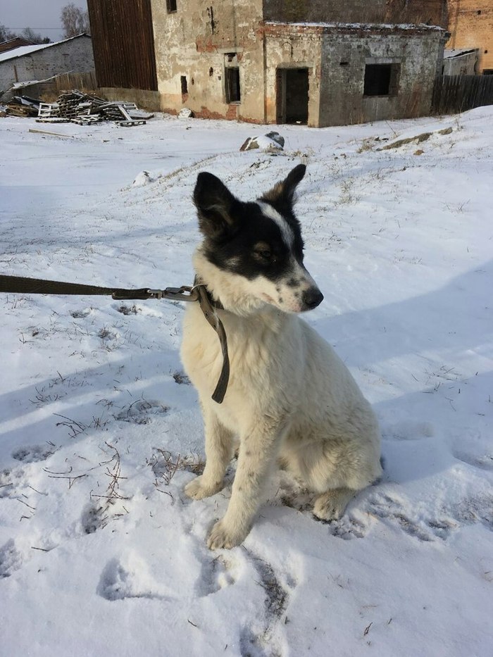 Dog looking for a home Irkutsk - My, Puppies, Dog, Irkutsk, , In good hands, Help, Longpost, Helping animals