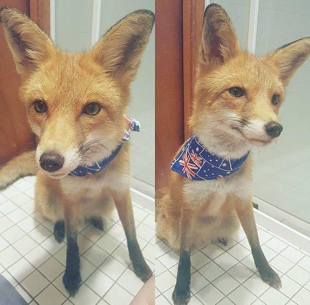 Australian fox! :) - Fox, Australia, Domestic fox, Pets, The photo, Milota