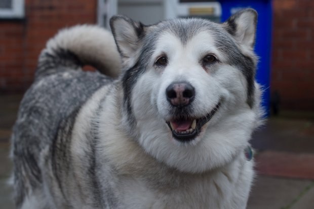 A moment of good news :) - Images, Dog, Good boy, Longpost, news, Good news