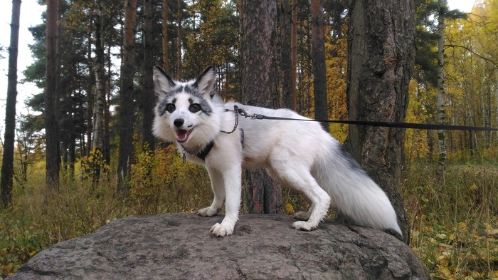 good morning go for a walk :) - My, Fox, Animals, Pets, marble fox, Fox Rock, Fyr, Domestic fox, White Fox