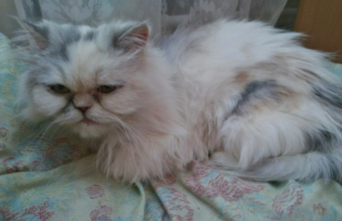 Persian cat looking for a home (found a home) - In good hands, cat, Tricolor cat, Astrakhan, Is free, I will give, My, Looking for a family