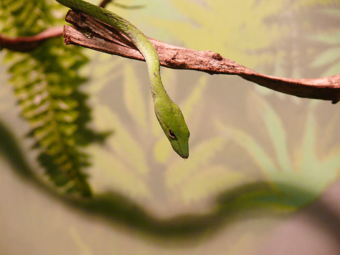 Purposefulness - My, Snake, The photo, Reptiles, Terrariumistics