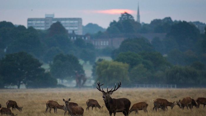 This wild, wild, very wild London. - BBC, Animals, London, Reportage, Deer, Turtle, Thames, Longpost, Deer