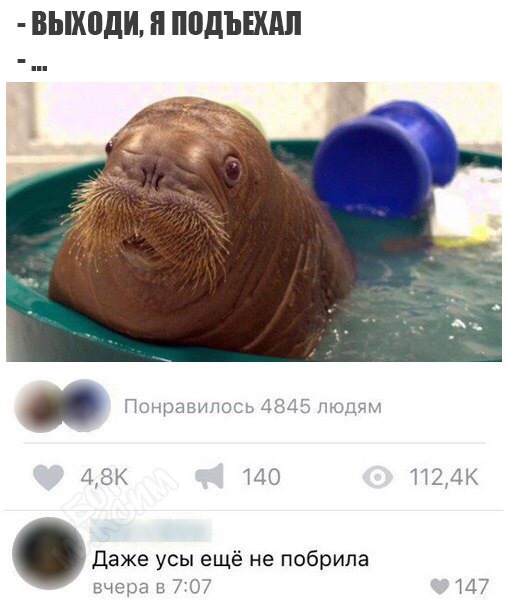 That's it, I'm getting dressed - Walruses, Girls, Expectation, Усы