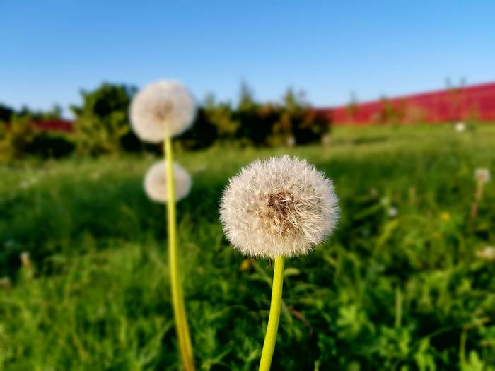 Portrait mode function for people with myopia. - Summer, Dandelion, Flowers, The photo, Vision, Myopia, My