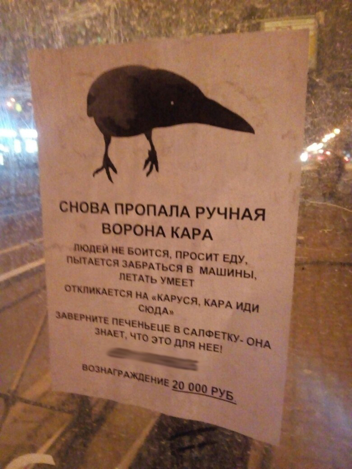 Missing pet crow Kara - Crow, Kara, Saint Petersburg, Announcement, Helping animals, Help, Punishment