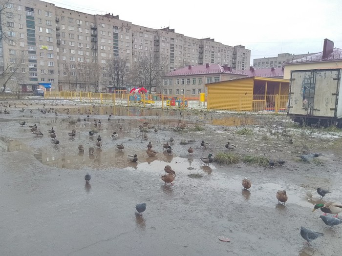 Ducks - My, Rybinsk, Animals