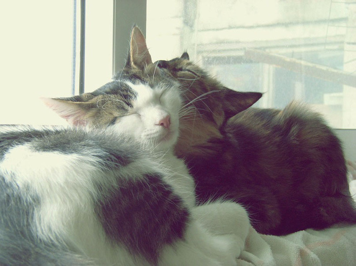 Catness. - My, cat, Love, , Longpost