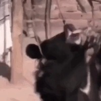 Немного о цирке... Цирк, Гифка, Животные, Дрессировка, Жесть, Люди