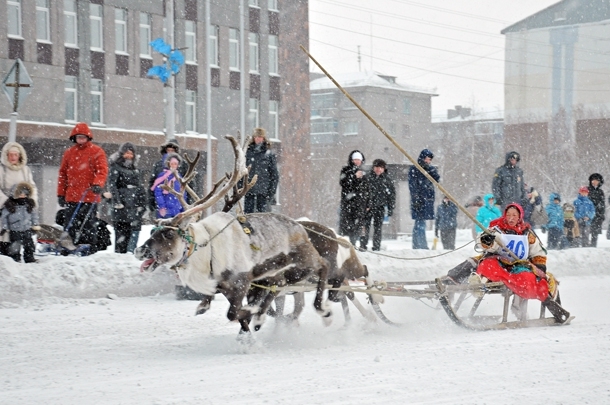 Reindeer teams will rush through the streets of Vorkuta - My, Deer, Competitions, Reindeer, Longpost, Deer