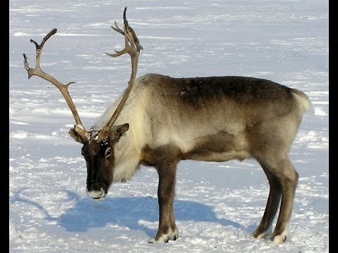 Reindeer teams will rush through the streets of Vorkuta - My, Deer, Competitions, Reindeer, Longpost, Deer