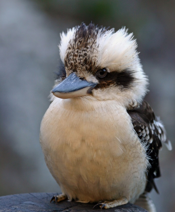 Cheerful baby kookaburra - Birds, Kookabara, Kingfisher, The photo, Longpost