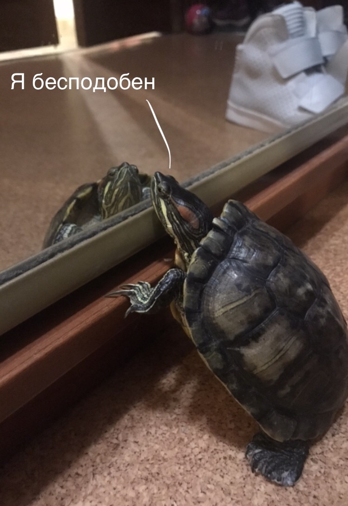 When you're drunk, you look at yourself in the mirror - My, Humor, Turtle, Mirror, , Tag