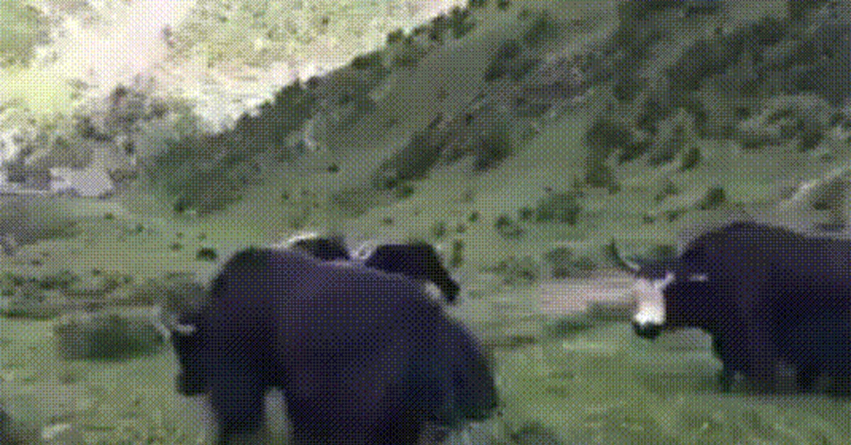 Bull Shitting Gif