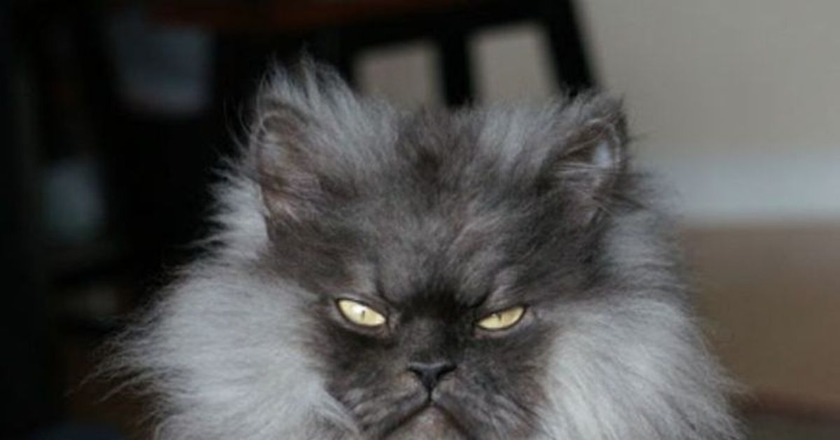 Злой небритый. Кот по кличке полковник мяу. Злой пушистый кот. Персидская кошка злая. Злой лохматый кот.