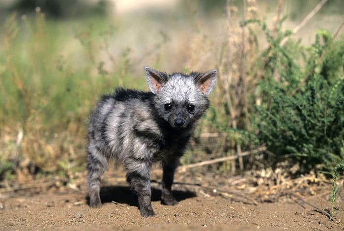 It's hard to guess who will grow out of this baby - Fauna, Animals, Aardwolf, Milota, The beast, Nature, wildlife, , Longpost