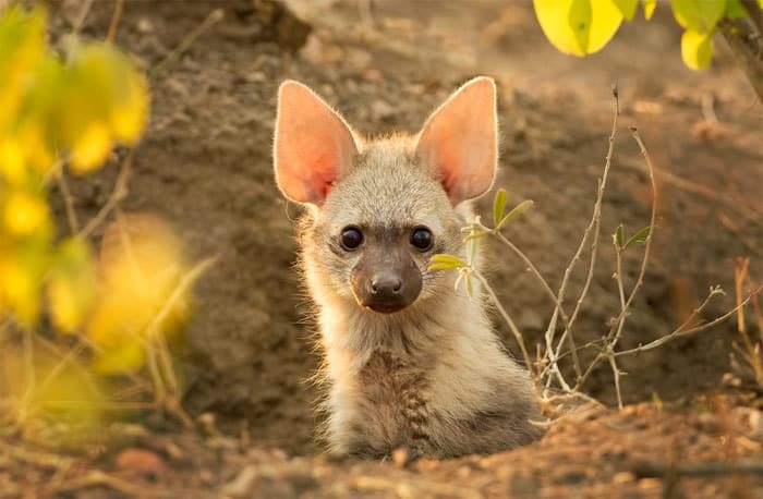 It's hard to guess who will grow out of this baby - Fauna, Animals, Aardwolf, Milota, The beast, Nature, wildlife, , Longpost