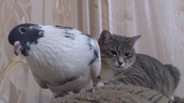 Selfie with your loved one - My, Selfie, cat, Pigeon