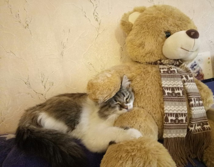 When suddenly I found myself a new friend - My, Cats milota, Teddy bear, Best friends, cat, Friends