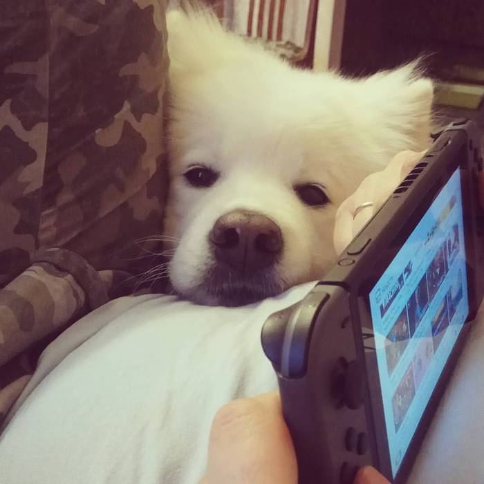 Are you playing console? It would be better to play with the dog :( - My, Samoyed, Nintendo switch, Dog