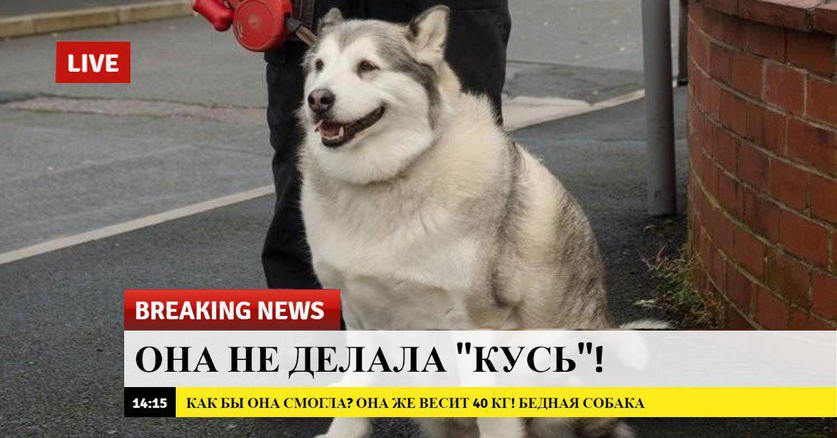 Ньюс перевод. Breaking News Мем. Новости Breaking News. Breaking News мемы с животными. Срочные новости мемы.