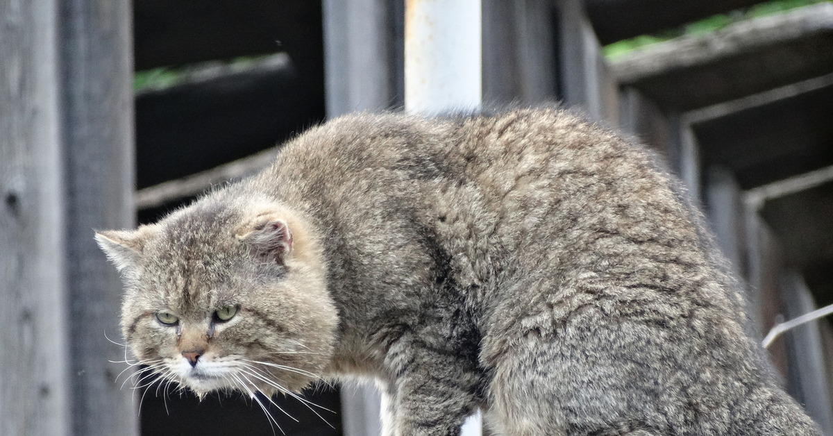 Брутальная кошка