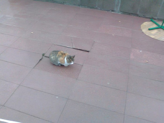 Суровый мордовский кот