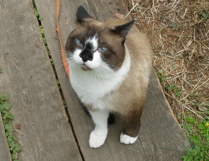 The cat who went for a walk in the Net - My, cat, Death, Grey