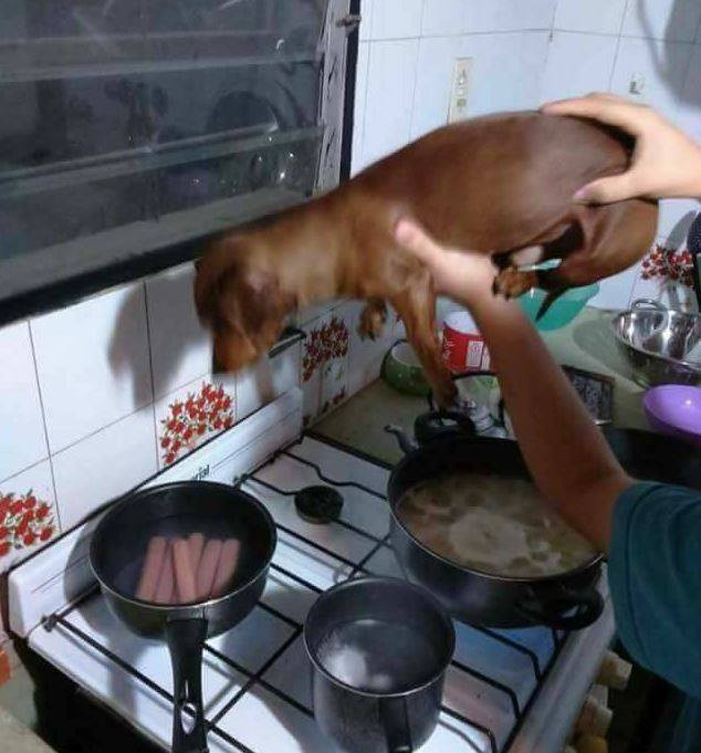 Your sausages are cooking, calm down - Dog, Kitchen, And where is my sausage?, Funny