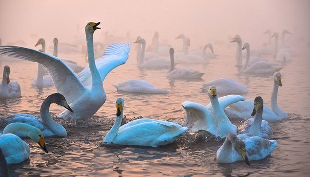 Swans on an ice-free lake - Swans, Swan Lake, Altai region, Nature, Russia, Winter, Wintering, Lake, Longpost