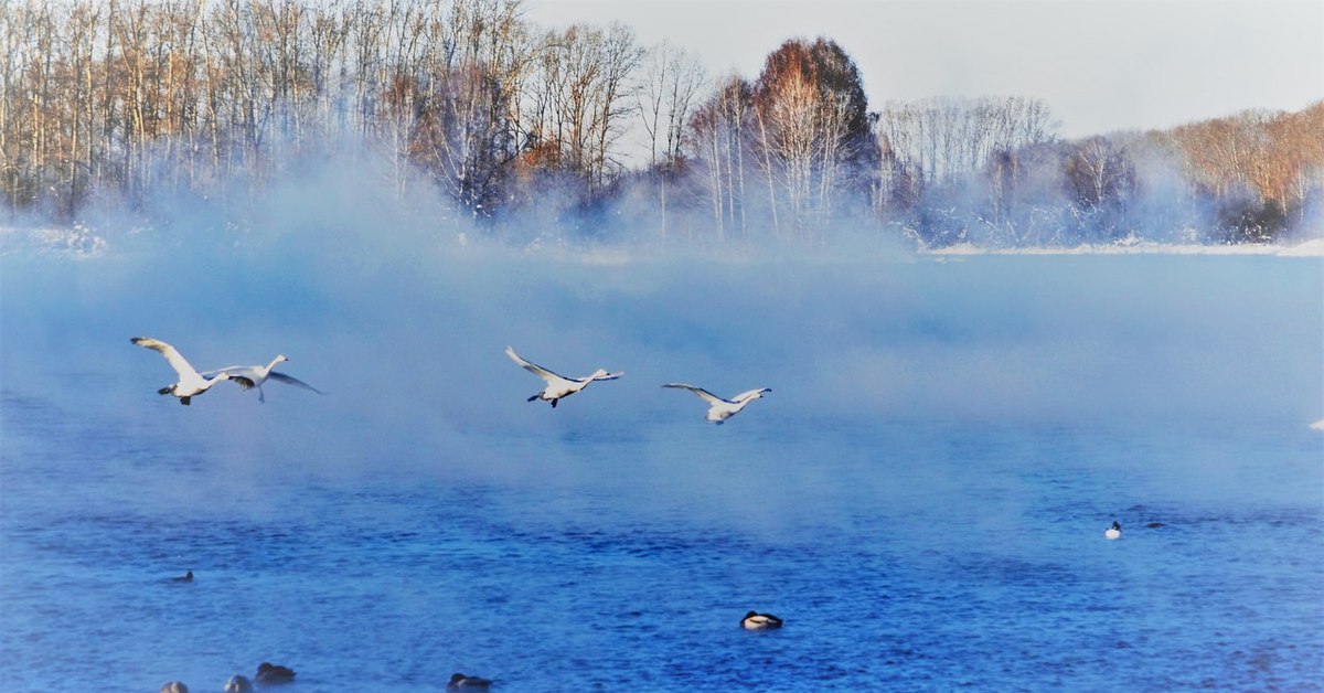 Озеро светлое лебединое алтайский край. Особенности зимовки утки кряквы в условиях городской среды. Птица зимующая на незамерзающих водоемах. Птица зимующая на незамерзающих водоемах. Полынья.