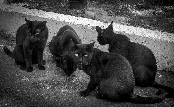 Dangerous guys - My, The photo, Angry cats, Black and white, Sevastopol, cat