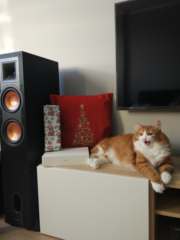 Когда кот не подарок. - Моё, Кот, Курильский бобтейл, Klipsch, Акустика, Колонки